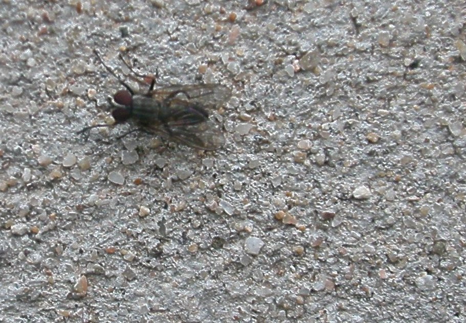 Fannia canicularis M (Fannidae)